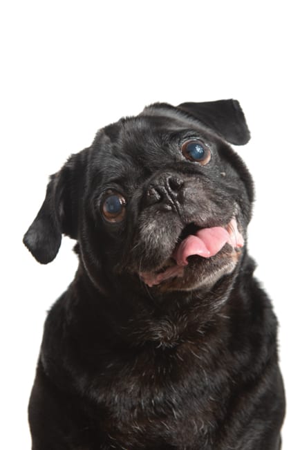 A friendly little black pug. He is a smiley pup and a great example of one of our favorite small breeds.