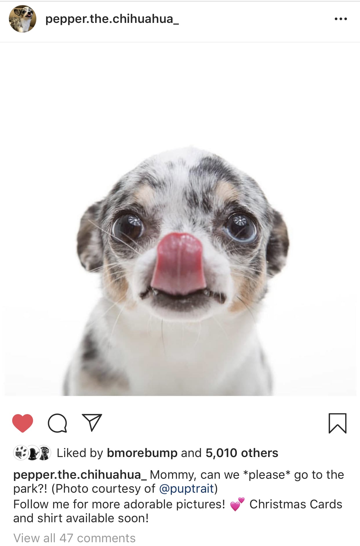 what is the most famous dog on instagram