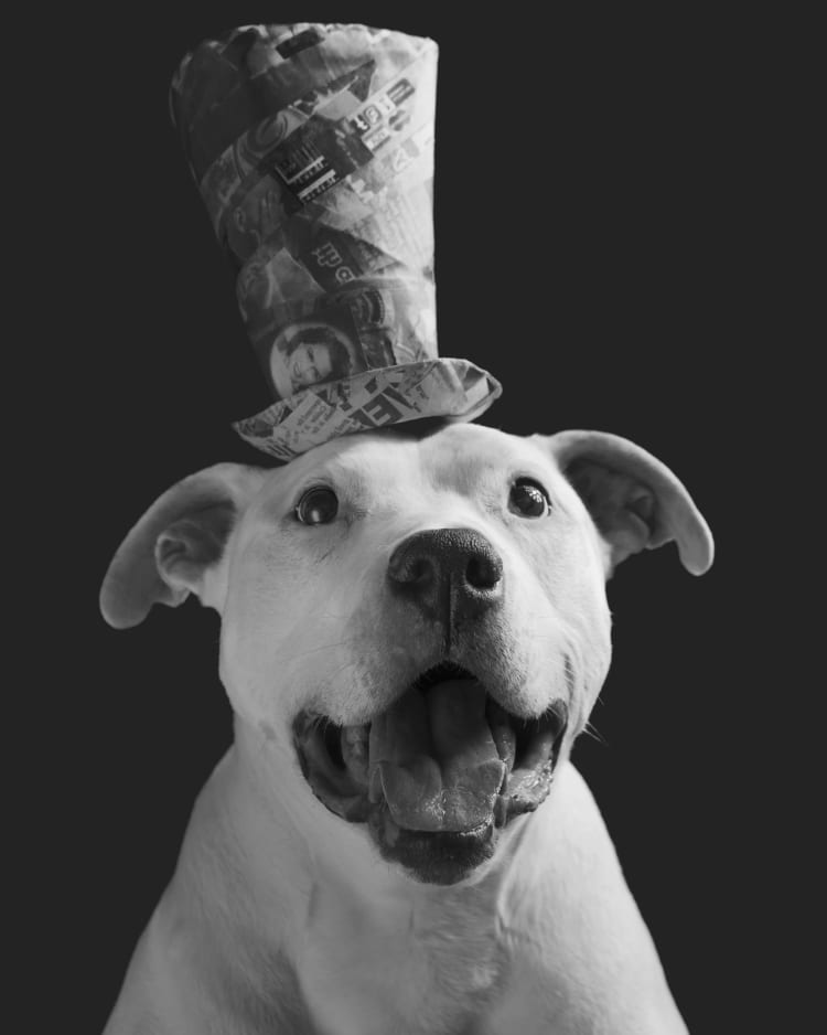 A black and white photo of a staffy wearing a tall top hat. His eyes sparkle almost like an old timey Steam Boat Willy cartoon.