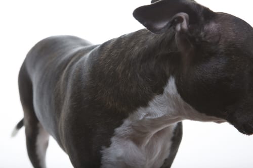 Dog photo example of a puppy bodyscape featuring a brindle pitbull with her ears back