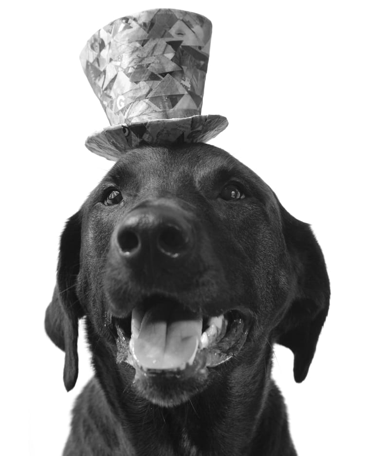 A photo of a black lab wearing a tiny little top hat.