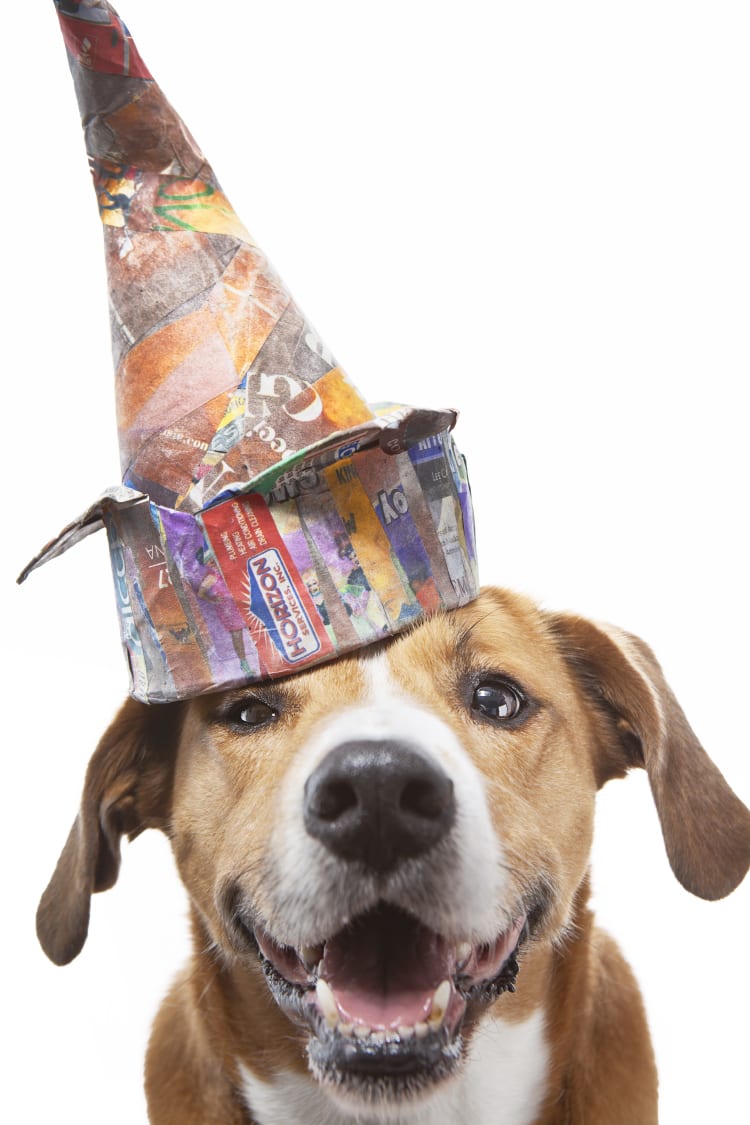 Photo of Boggle (Boxer Beagle Mix) wearing a colorful paper mache dunce cap modeled after Pablo Picasso's bronze sculpture 