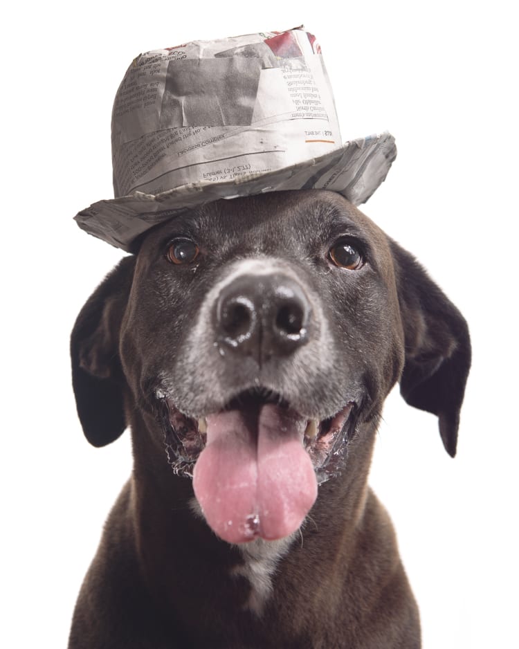 Photo of a medium sized brown dog mixed breed mutt wearing a papermache trilby. He looks like he's got a hot gambling tip on the next horse at the track.