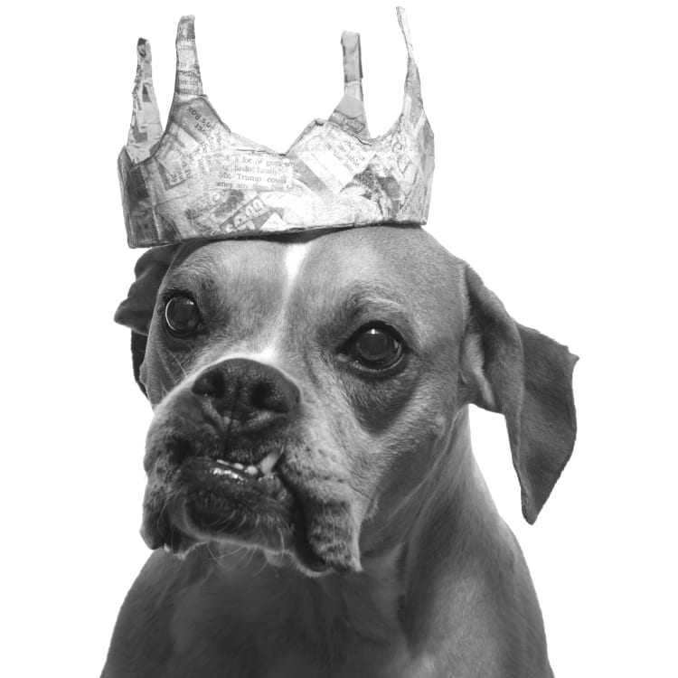 A black and white photo of a senior boxer dog wearing a paper crown.