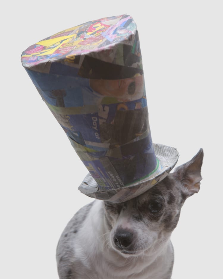 A tiny chihuahua wearing a huge giant tophat. The hat is nearly twice the size of the dog.