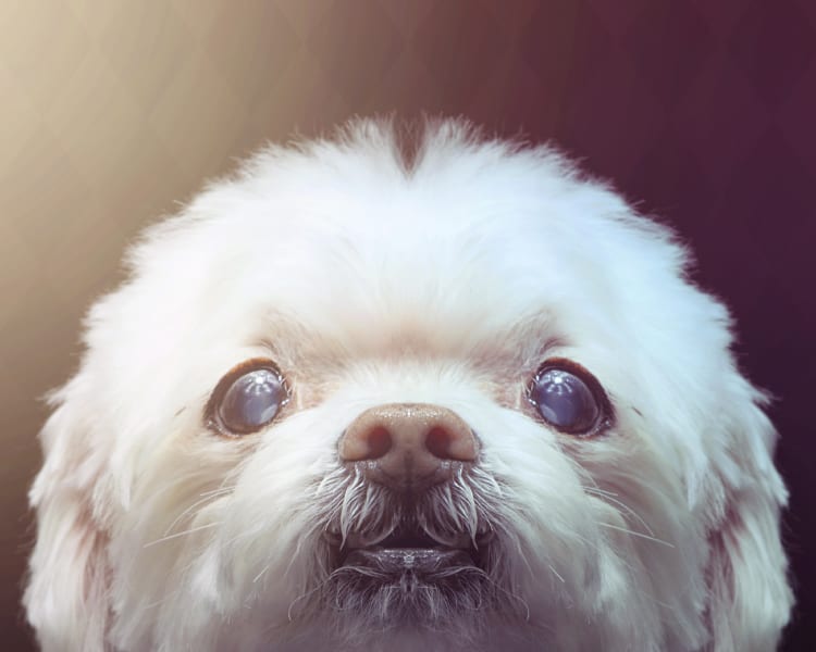 A cute fluffy doggo photographed against a colorful background.