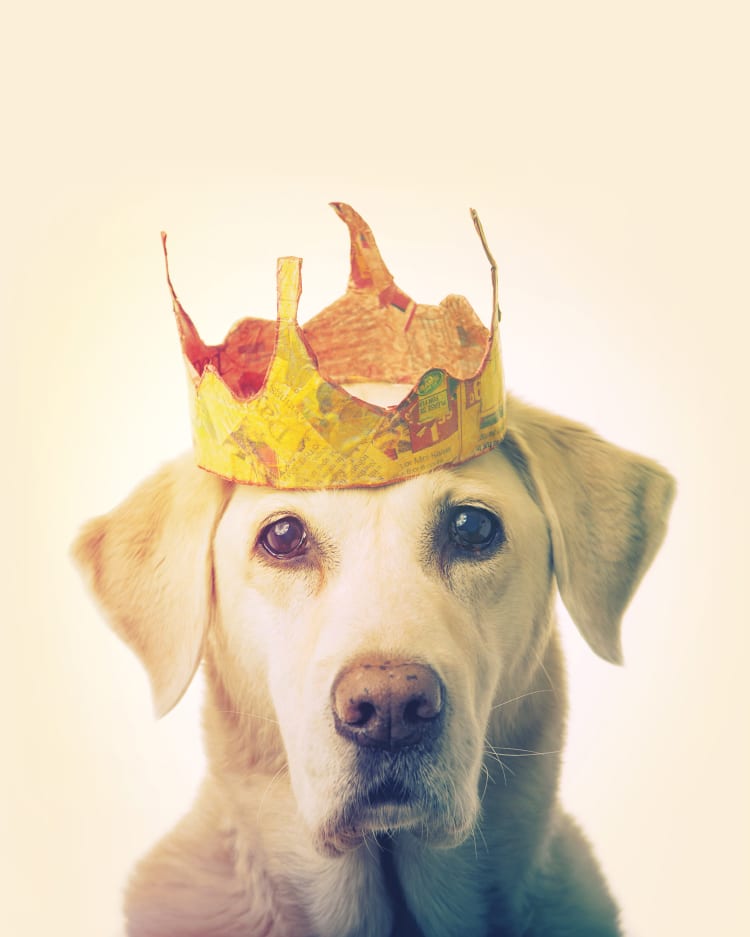 A golden retriever wearing a gold crown made out of newspaper