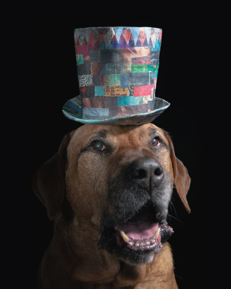 Shadowy photo of a large brown mastiff wearing a colorful tophat.