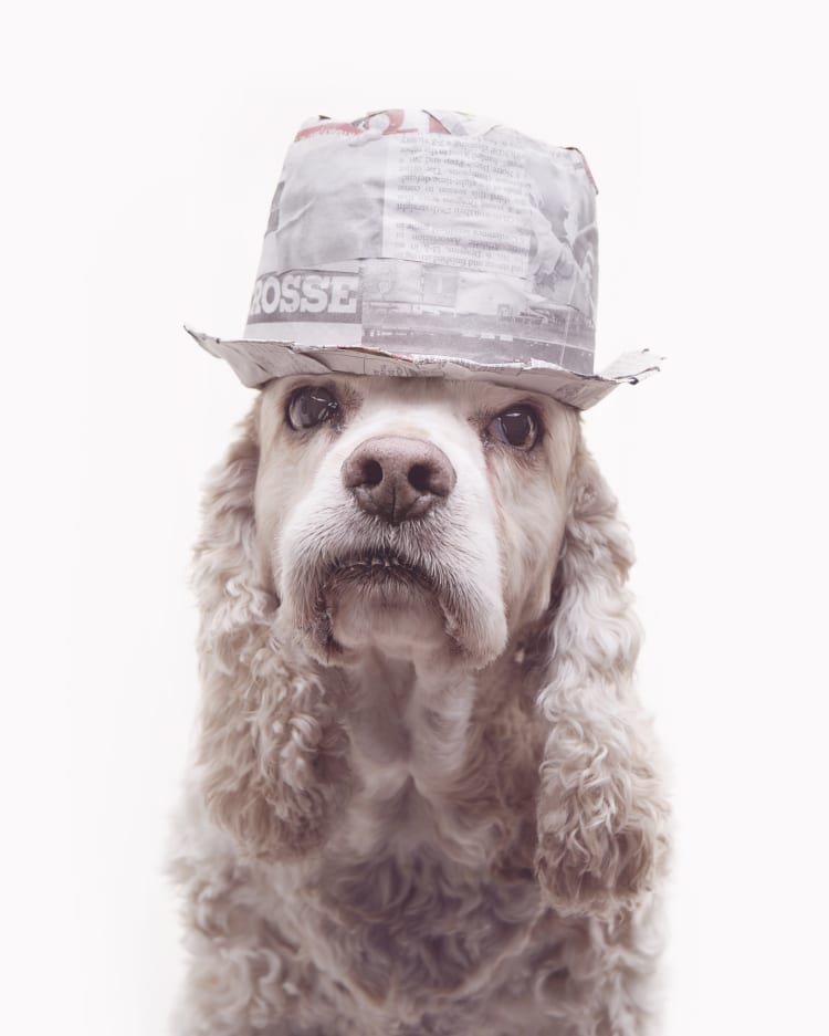 Photo os a cocker spaniel wearing a trilby. The dog looks remarkably like Kid Rock.