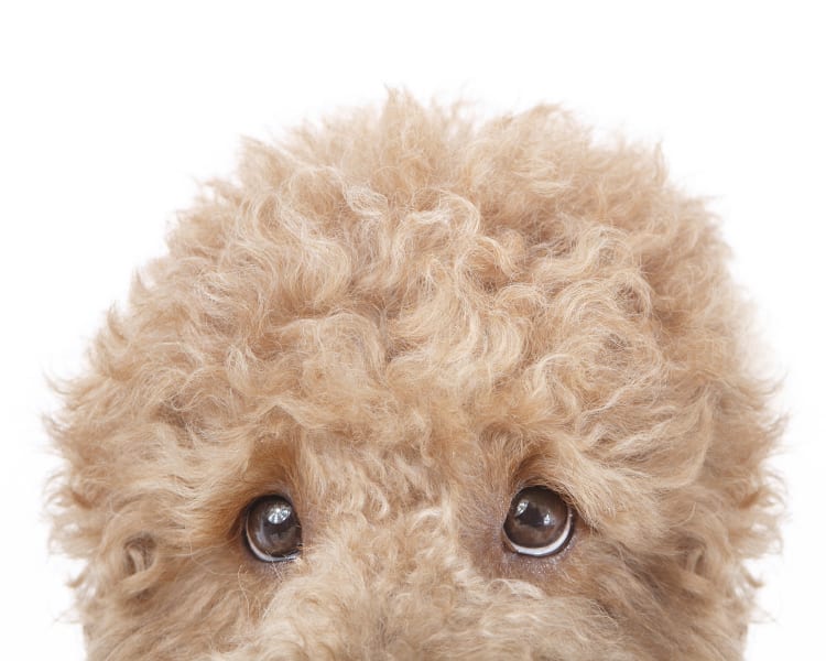 A closely cropped colorful photo of a redish yellow fluffy golden doodle. The dog is peaking his head just inside the frame. Only his fluffy pooffy crown is visible in the dog photo.