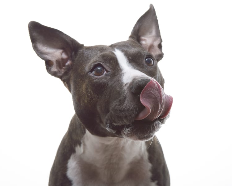 A friendly little pitbull pibble with his tongue out celebrating his licker on Tongue Out Tuesday.