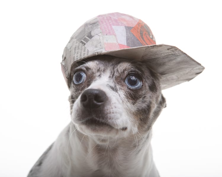 Photo of a spalted chihuahua wearing a flatback Baltimore Orioles baseball cap made out of papermache. 