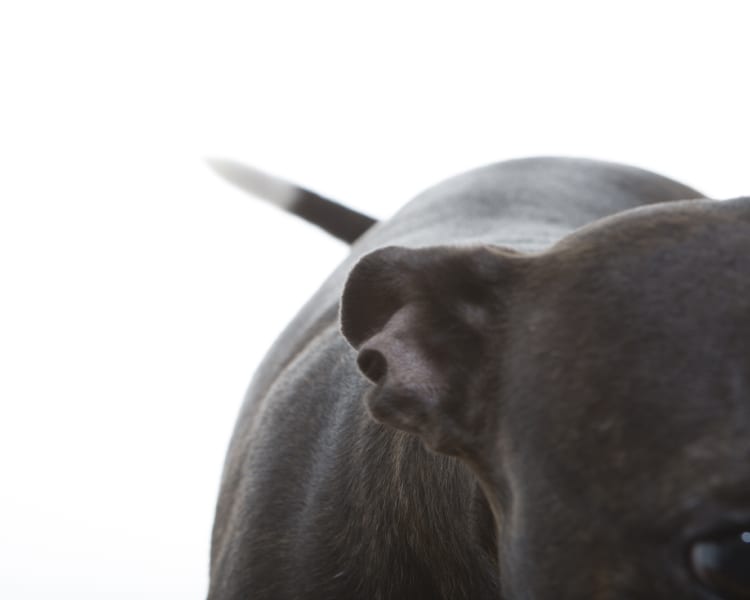 A fancy looking composition of a cleverly cropped bodyscape of a friendly little pitbull.