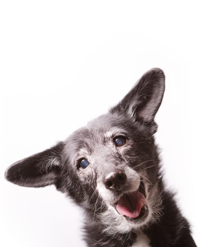 Photo of an adorable senior dog with very pretty cataracts glowing a soft blue.