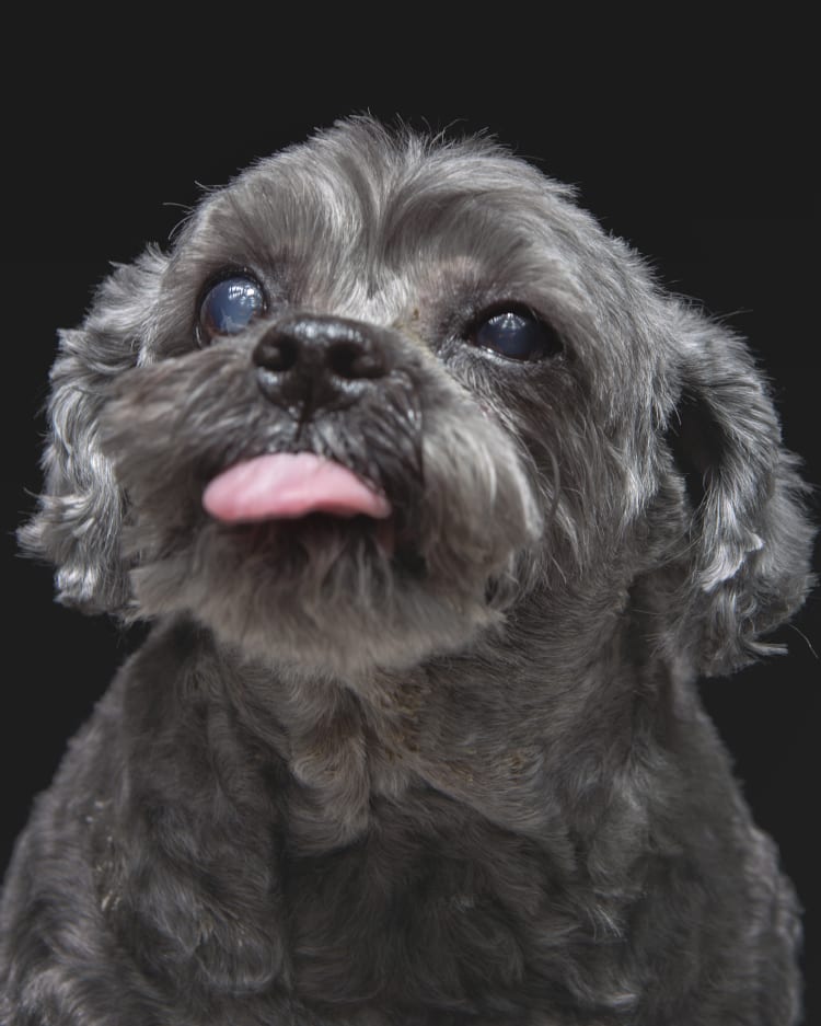 Photo of a senior dog sticking its tongue out at the camera.