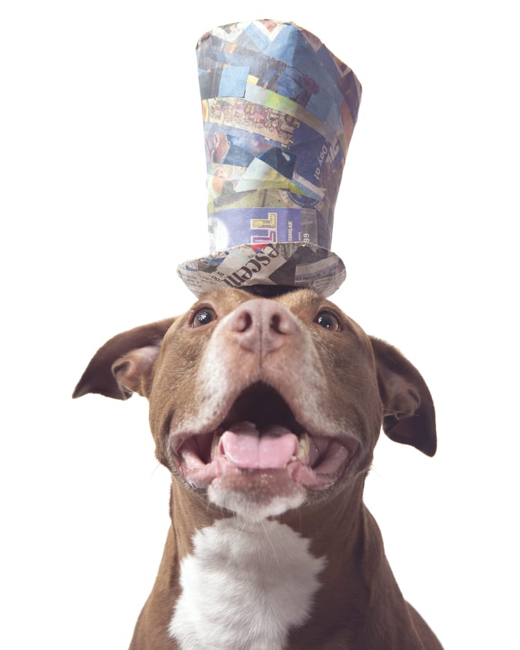 Photo of a smiling pitbull wearing a tophat.