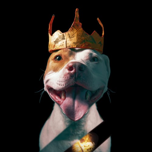 Example photo of a studio pet portrait headshot of a smiling pit bull wearing a golden crown made from newspaper. Captured at a pet portrait studio in Baltimore near me.