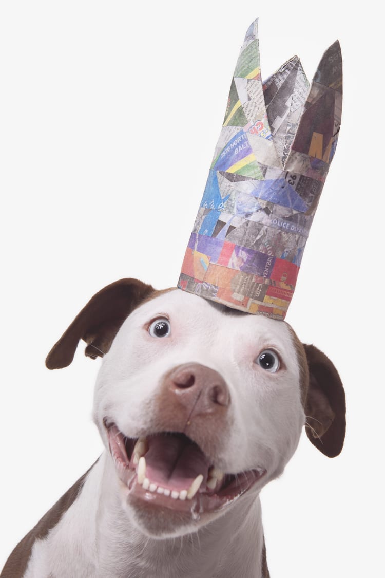 Photo of an excited or surprised staffy wearing a very tall and colorful crown.