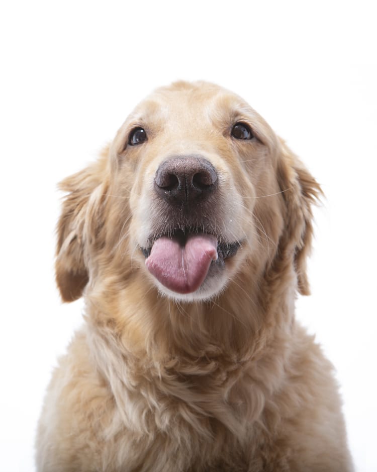 A photo of a cute senior Golden Retriever sticking its tongue out celebrating Tongue Out Tuesday.