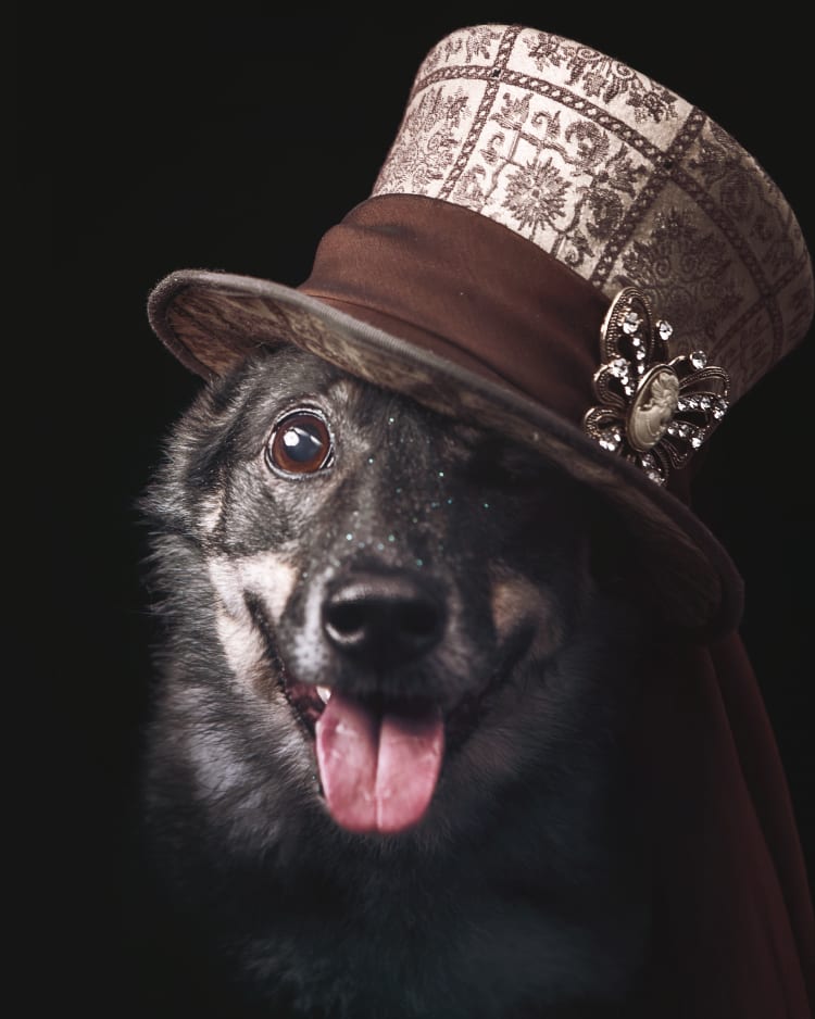 A black background photo of an agility champion dog wearing a lacey tophat wrapped in an ornate ribbon.