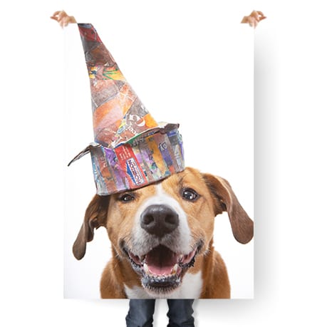 dog portrait session info