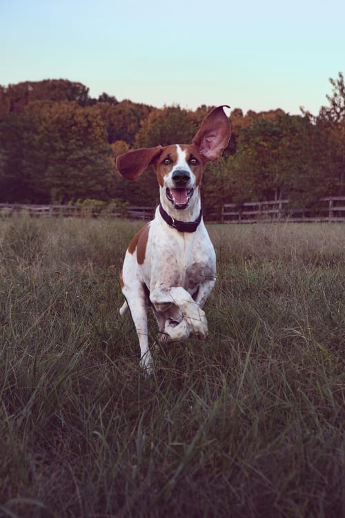 Photo os a floppy eared fox hound running across a grassy farm field