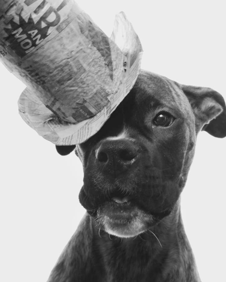 A black and white photo of a cute boxer puppy wearing a top hat.