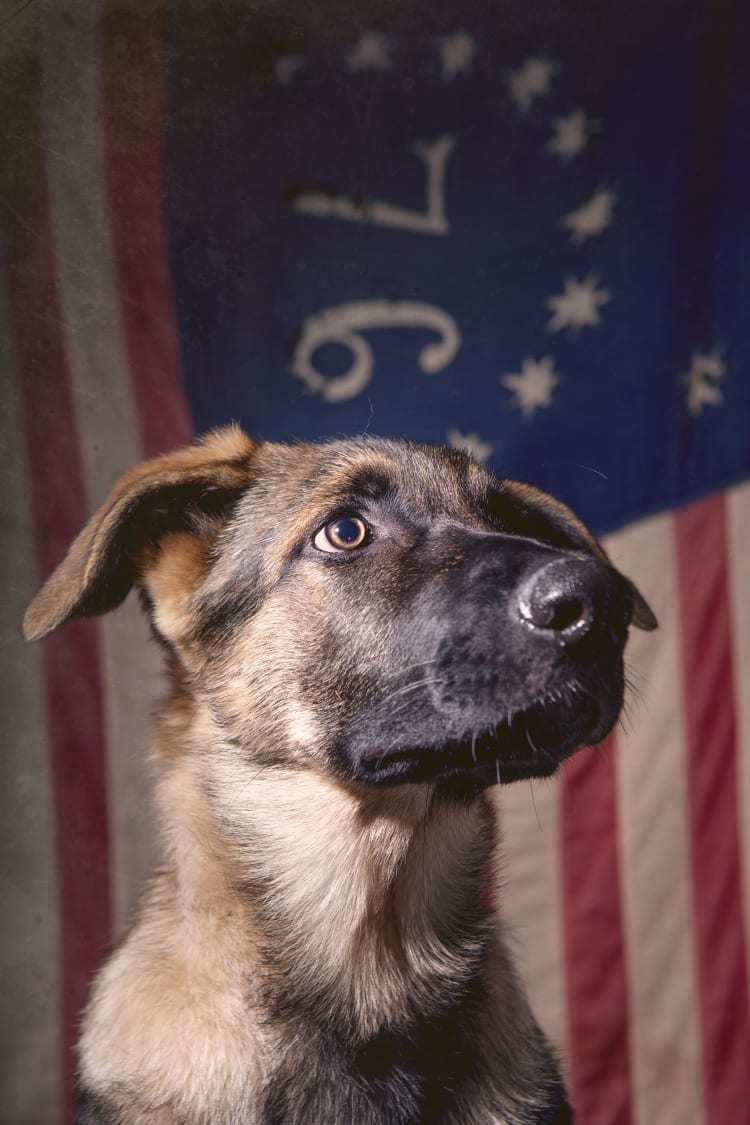 Photo of a cute but very serious looking German Shepherd puppy infront of a vintage antique 76 American flag.