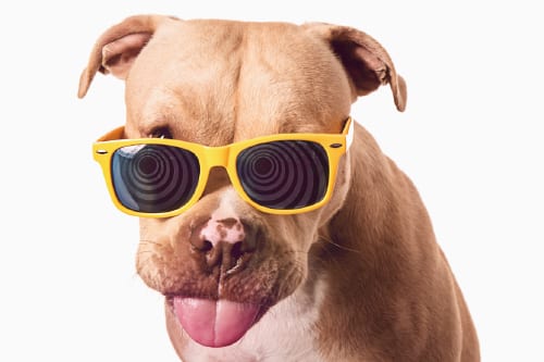 Example of a headshot style studio dog portrait featuring a tan pit bull dog rocking yellow sunglasses in front of a white damless background. Captured at the Puptrait Studio in Baltimore. A dogs only photo portrait studio.