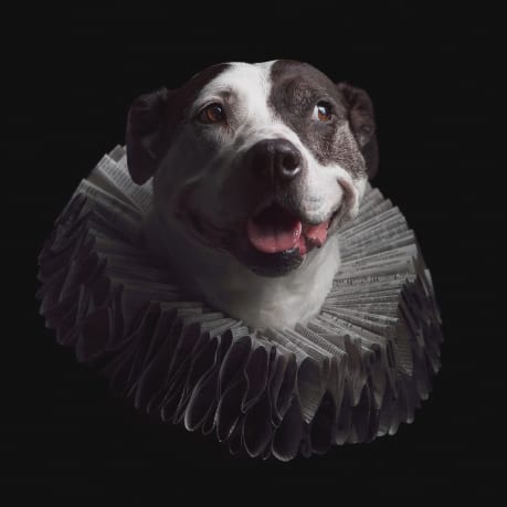 Creative dog portrait of pitbull wearing an Elizabethan style ruff collar captured in our pet friendly Baltimore studio location.