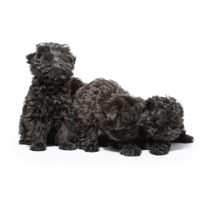 Cute photo of an Affenpinscher puppy bred in Roland Park and photographed at the Puptrait Studio in Baltimore, Maryland.