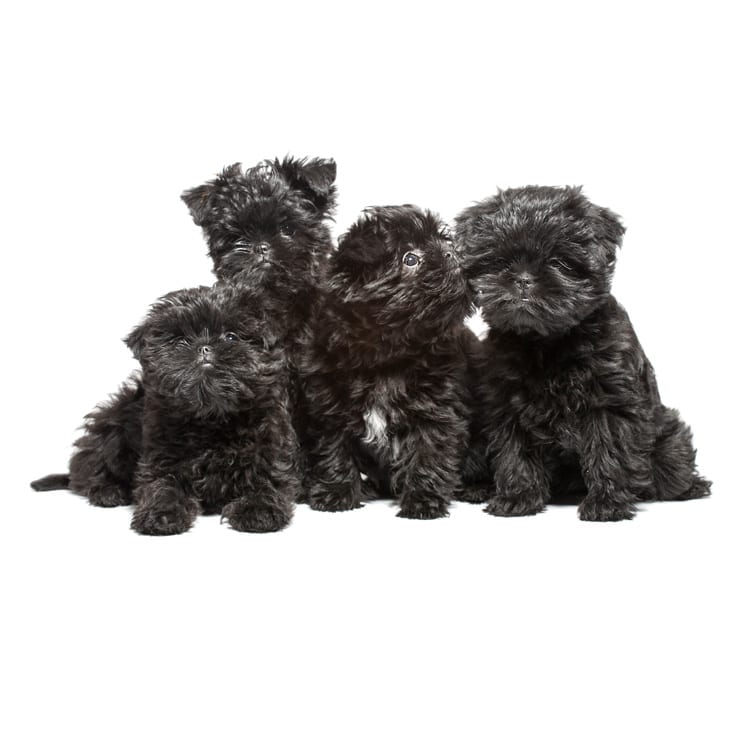 Cute photo of an Affenpinscher puppy bred in Roland Park and photographed at the Puptrait Studio in Baltimore, Maryland.