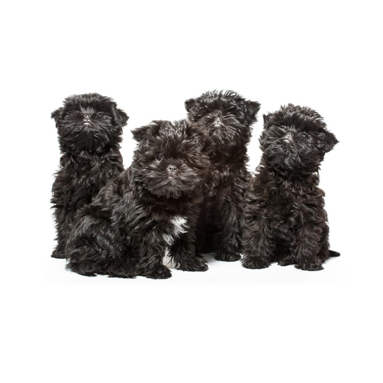 Cute photo of an Affenpinscher puppy bred in Roland Park and photographed at the Puptrait Studio in Baltimore, Maryland.