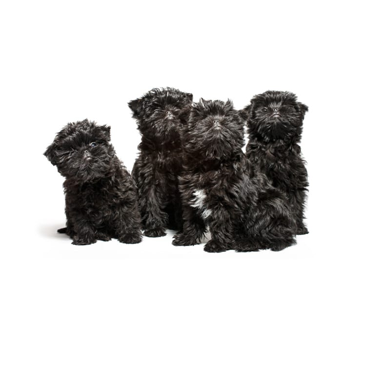 Cute photo of an Affenpinscher puppy bred in Roland Park and photographed at the Puptrait Studio in Baltimore, Maryland.