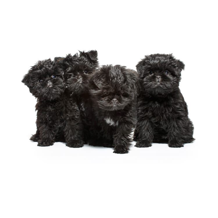 Affenpinscher Puppy Photos | the 