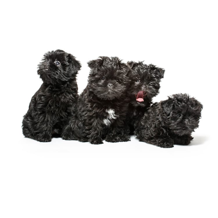 Cute photo of an Affenpinscher puppy bred in Roland Park and photographed at the Puptrait Studio in Baltimore, Maryland.