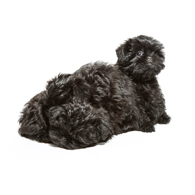 Cute photo of an Affenpinscher puppy bred in Roland Park and photographed at the Puptrait Studio in Baltimore, Maryland.