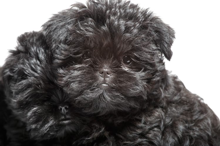 Cute photo of an Affenpinscher puppy bred in Roland Park and photographed at the Puptrait Studio in Baltimore, Maryland.