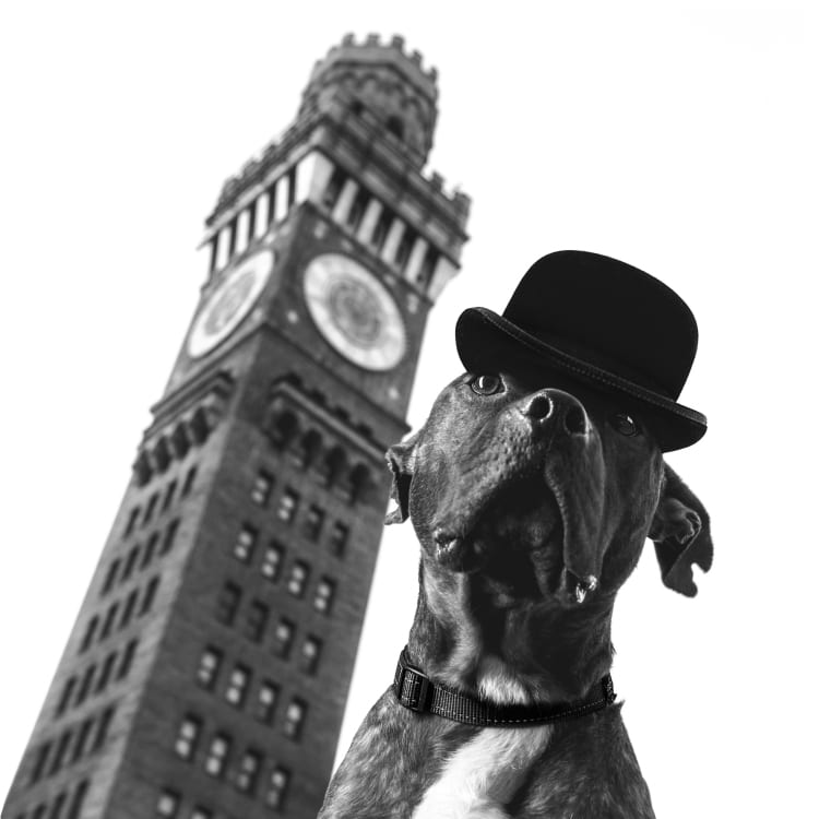 A photo of a cute brindle colored American Pit Bull mix wearing a bowler cap in front of Baltimore's Bromo Seltzer Tower near Campden Yards and the Inner Harbor