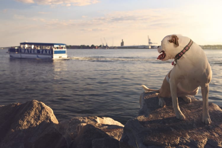 Photo of an American Bulldog at the Canton Waterfront. An older model Water Taxi floats off across the Bay in the background.