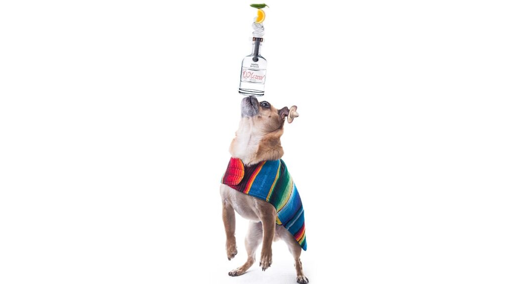 can you give dogs alcohol to calm them down