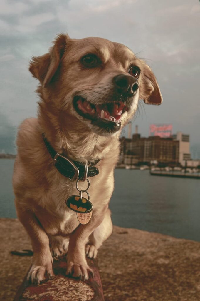 A colorful portrait of a smiling puppy against a glowing Dominos Sugar Sign overlooking the Baltimore Inner Harbor as seen from Federal Hill near the Museum of Industry and Little Havana.