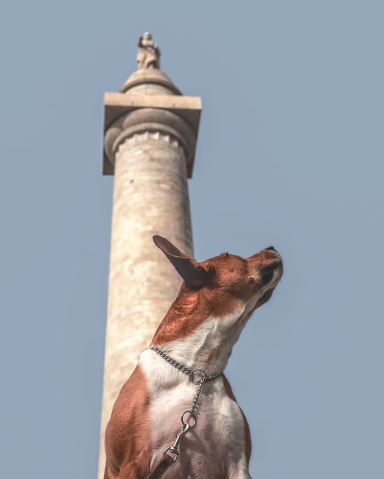 Photo of a red bully mix in front of the Washington Monument in the Baltimore neighborhood of Mount Vernon square.