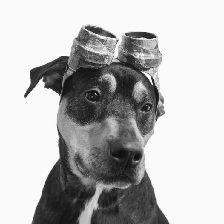 Doberman puppy photo wearing papermache goggles.