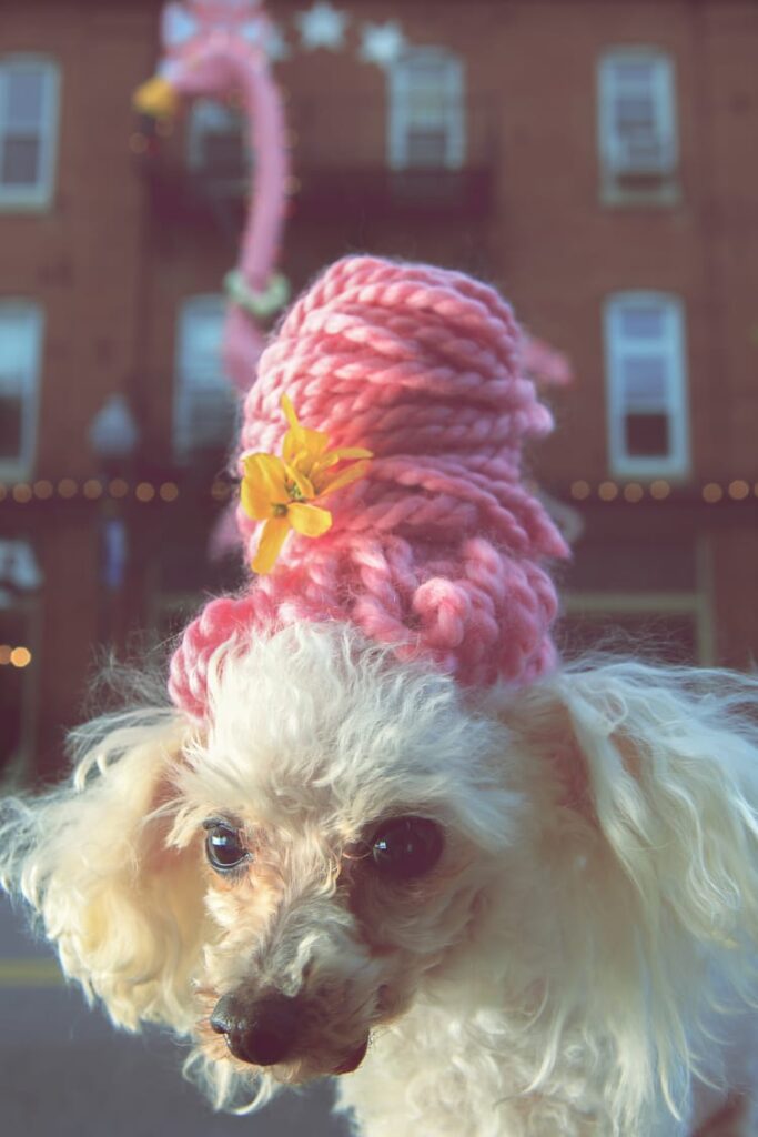 A photo of a cute toy poodle wearing a pink beehive wig made from yarn. Behind the dog is the iconic Pink Flamingo on the outside of Hon Bar in Hampden, home of the annual Hon Fest. 