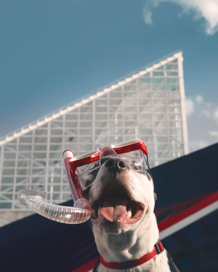 A smiling American Staffordshire Terrier wearing a red snorkel and mask in front of the National Aquarium in the Baltimore Inner Harbor.