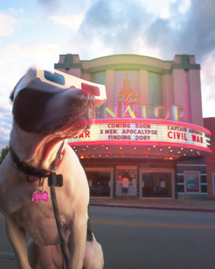 A photo of a bully puppy dog wearing old school 3d paper glasses in front of the historic Senator Theater in northern Baltimore on York Road.