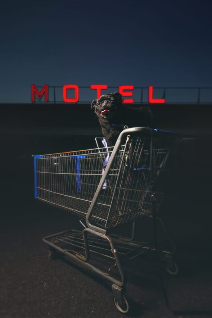 A black pug sitting in an abandoned Walmart shopping cart in front of the Beltway Motel in Arbutus, Baltimore County.