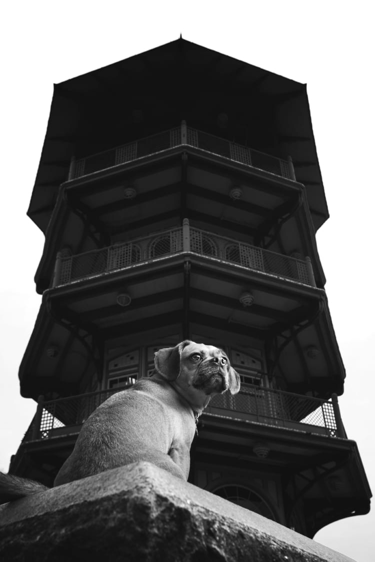 A black and white photo of a cute pug beagle mix (Puggle dog) in front of the pagoda in Patterson Park in Butcher's Hill Baltimore.