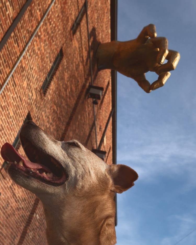 Photo of a sugar faced senior pitbull next to the Golden Hand attached to the outside of the American Visionary Arts Museum on Key Highway in Federal Hill, Baltimore, Maryland.